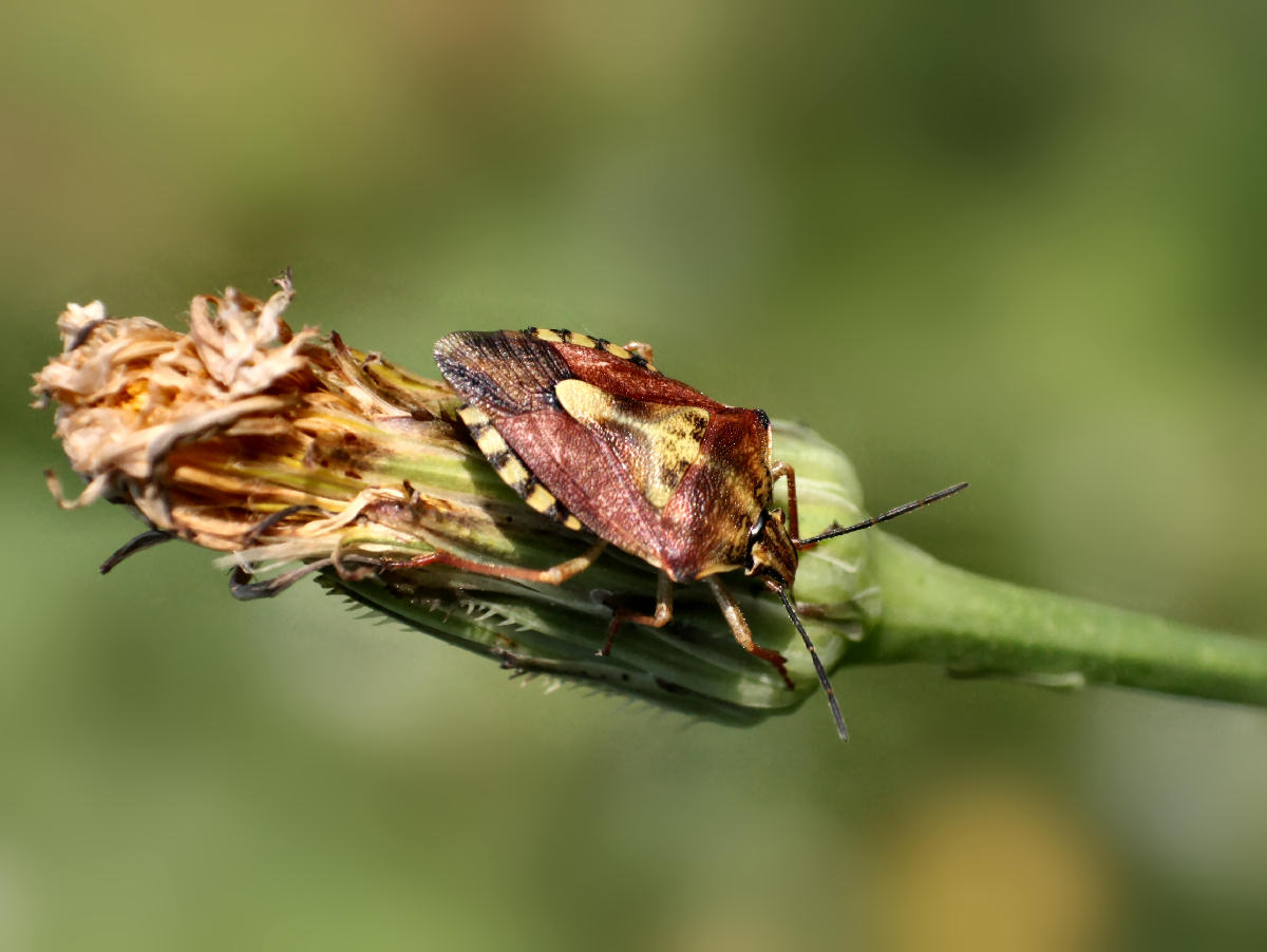 Pentatomidae: Carpocoris purpureipennis della Lombardia